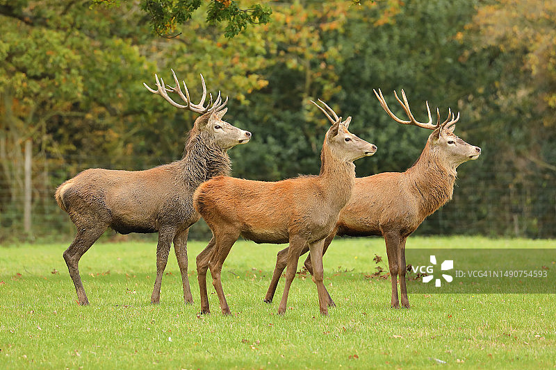 站在田野上的红鹿全身照图片素材