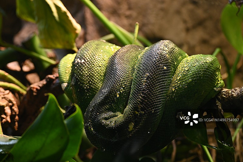 翠绿树蟒特写图片素材