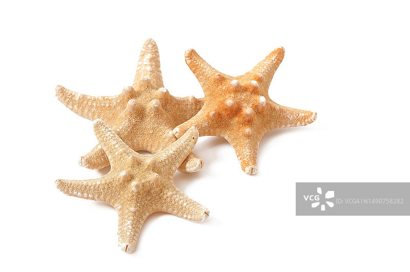 白色背景上的海星特写，罗马尼亚图片素材