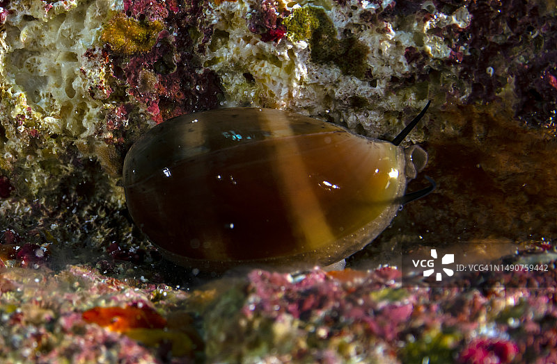 大西洋灰宝螺图片素材