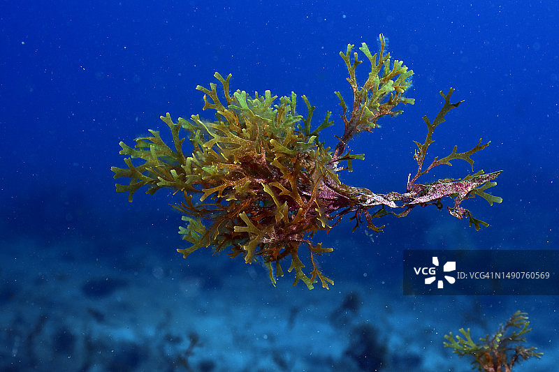 马尾藻图片素材