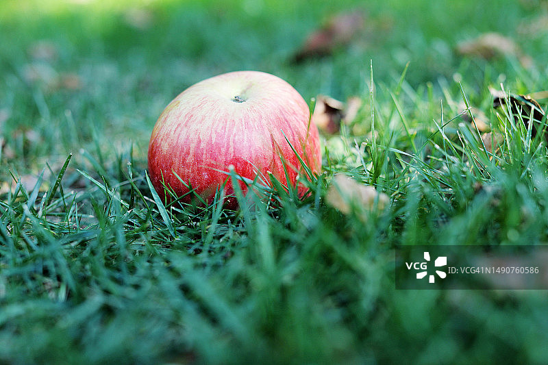 罗马尼亚秋收季草地上的红苹果图片素材