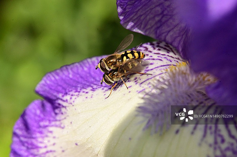 非常漂亮的彩色春花近景，塞尔维亚图片素材