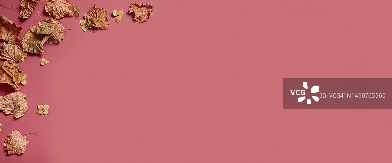 粉色背景上不同形状的金色秋叶，秋季概念横幅，罗马尼亚图片素材