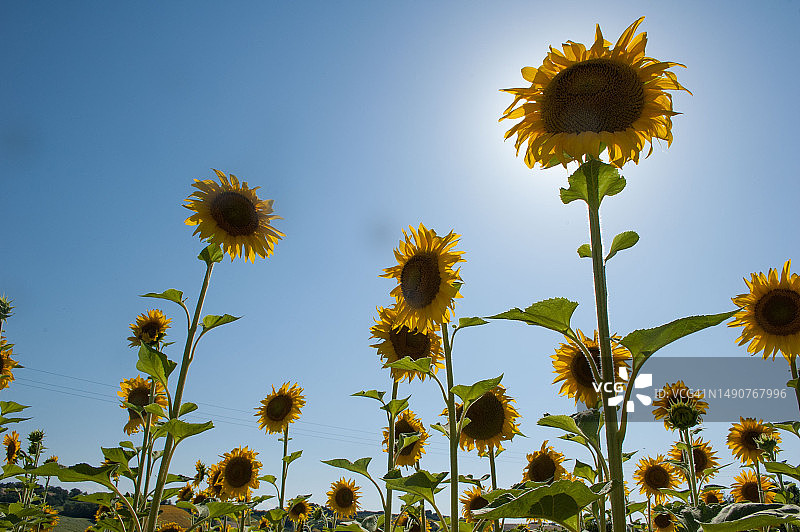 罗马尼亚，以天空为背景的黄色开花植物的低角度视图图片素材