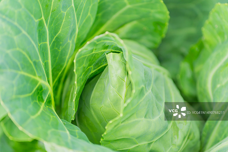 菜园里生长的新鲜卷心菜，新收获，罗马尼亚图片素材