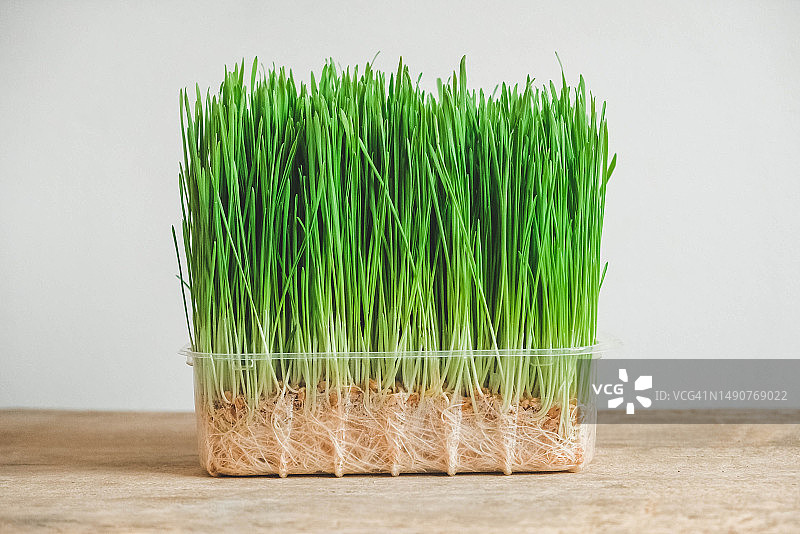 乡村木质背景上透明塑料容器中的新鲜绿草，留白区域，罗马尼亚图片素材
