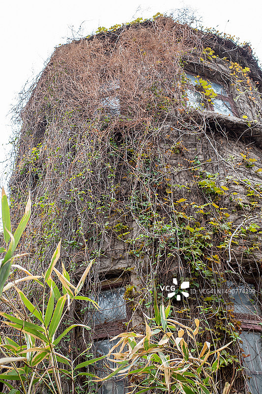 覆盖着常春藤的废弃房屋图片素材
