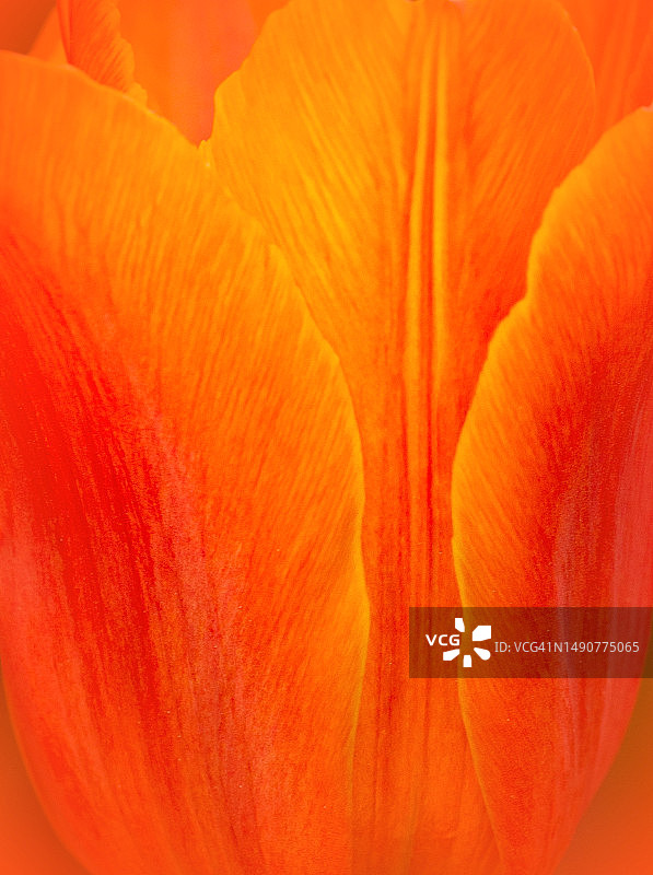 单朵鲜艳的橙色郁金香特写图片素材