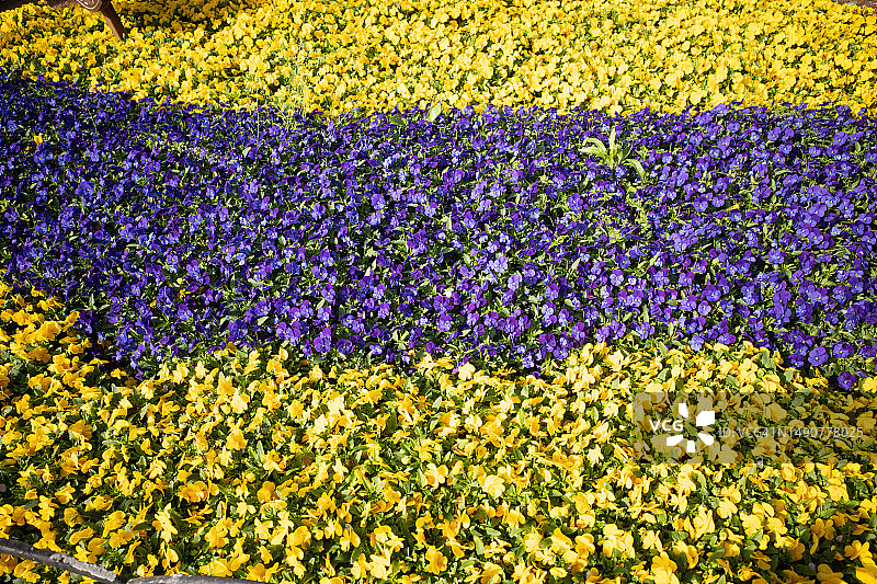 黄色和紫色花朵的花坛图片素材