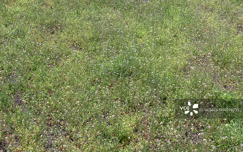 未耕种的绿草地图片素材