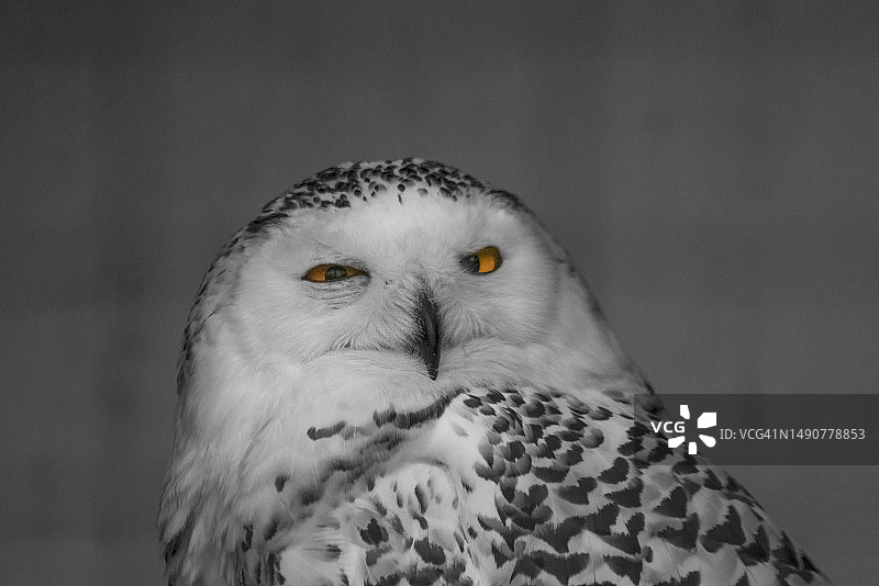 法国雪鸮特写肖像图片素材