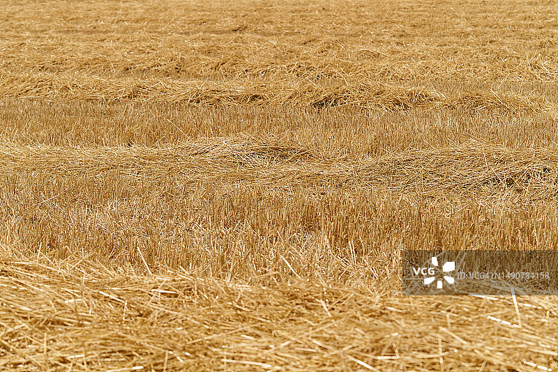 麦田秸秆特写图片素材