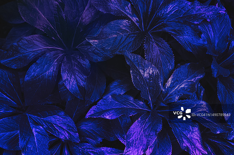 美丽的紫蓝色叶子背景，色彩鲜艳的茂盛树叶背景，留有文案空间，环境问题，自然之美概念图片素材