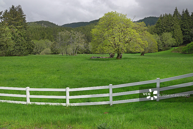 老橡树图片素材
