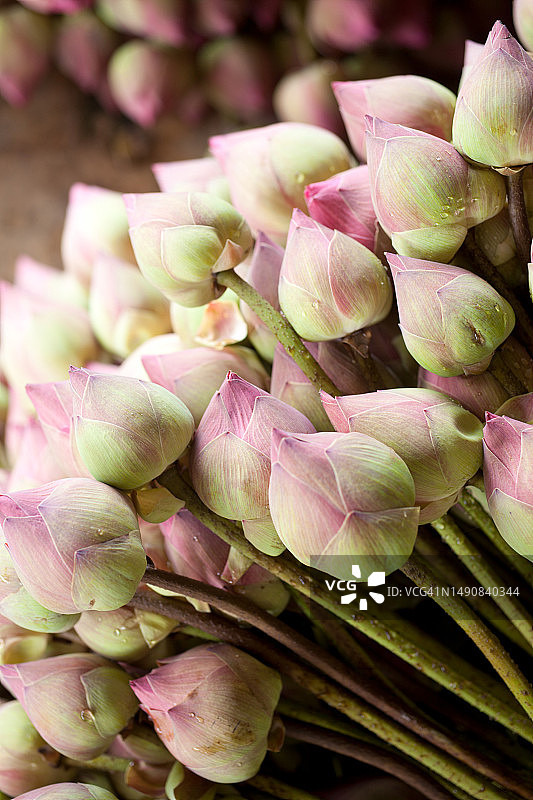 用于寺庙祭祀的莲花花蕾图片素材