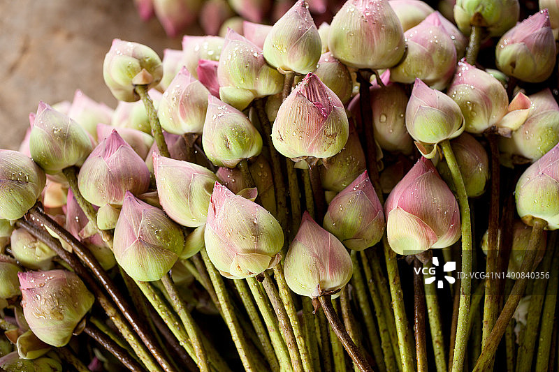 用于寺庙祭祀的莲花花蕾图片素材