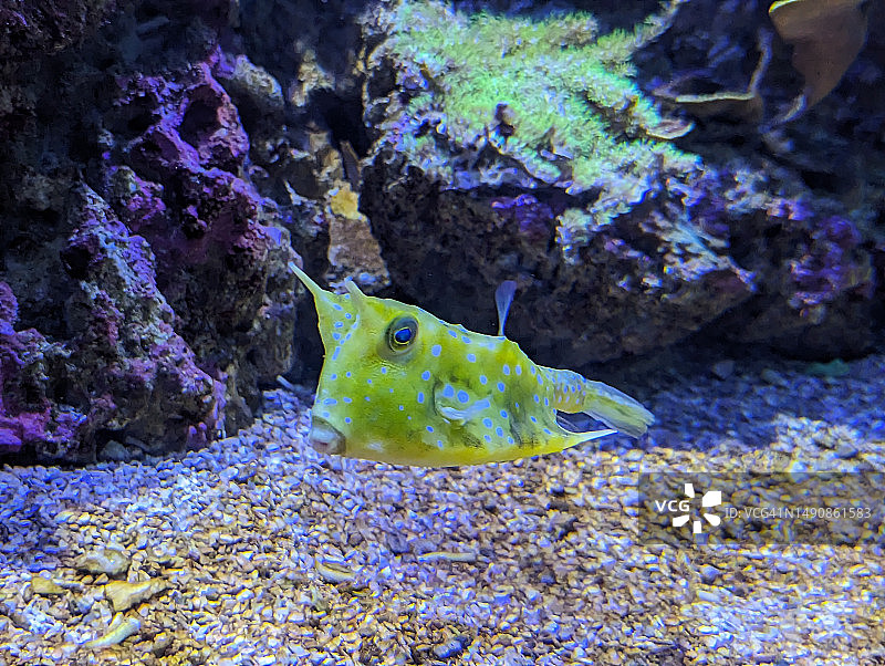 水族馆里的箱鲀图片素材