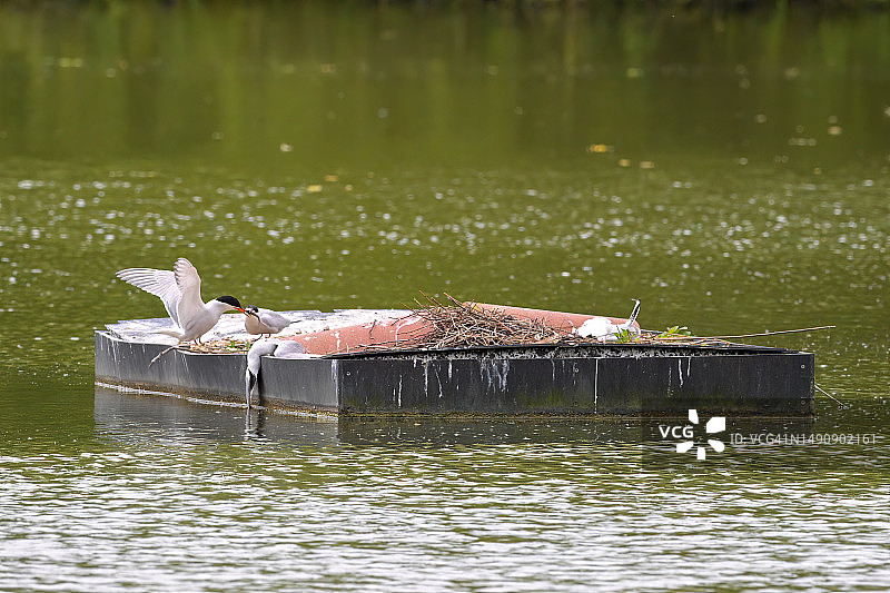因禽流感病毒死亡的普通燕鸥图片素材