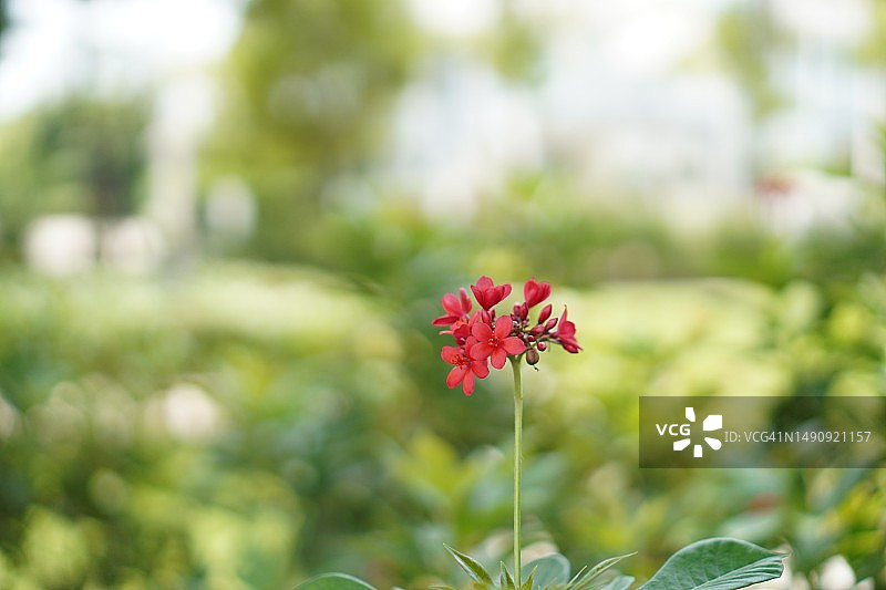 红花，大戟科图片素材