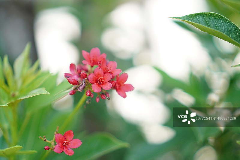 红花，大戟科图片素材