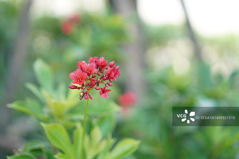 红花，大戟科图片素材