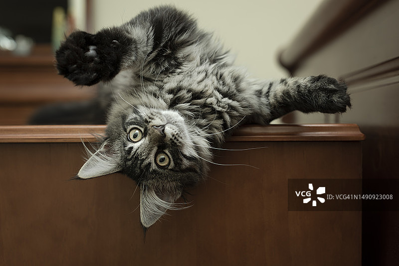 倒立的小猫图片素材