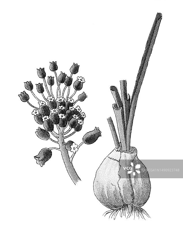 植物学旧彩色石印插图：穗花风信子图片素材