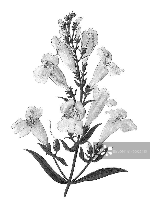 老式彩色石印植物插图： bunchleaf penstemon图片素材