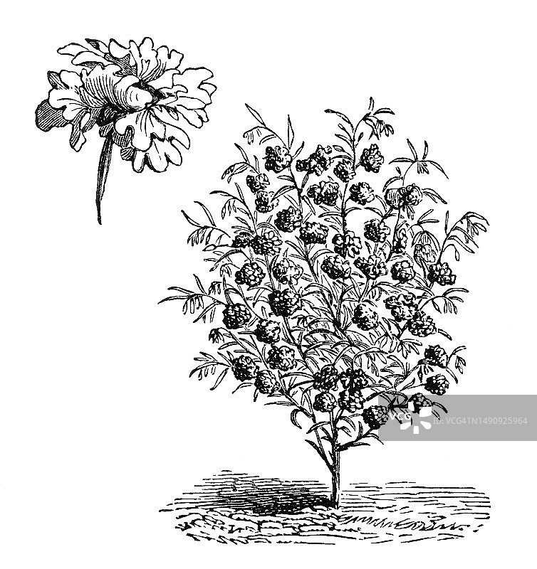 克拉克花属植物古版画插图图片素材