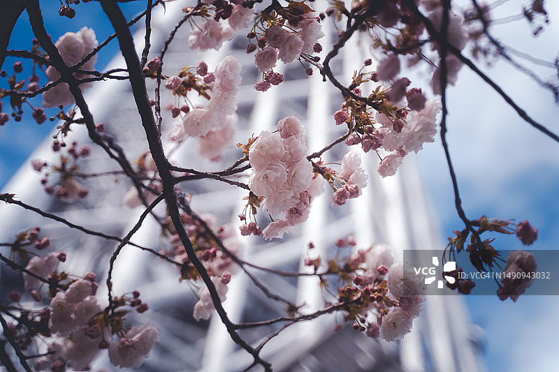 东京街边盛开的樱花树，蓝天映衬图片素材