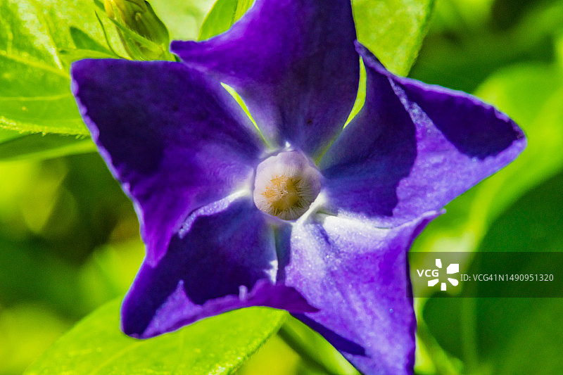 大叶长春花（特写）图片素材