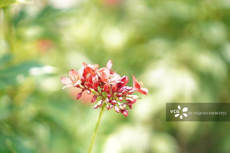 红花，大戟科图片素材
