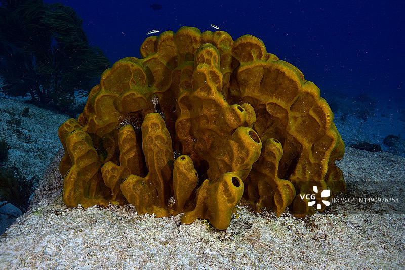 黄色管状海绵图片素材