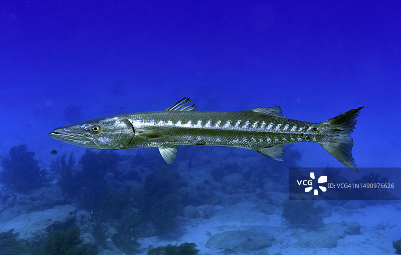 大梭鱼图片素材