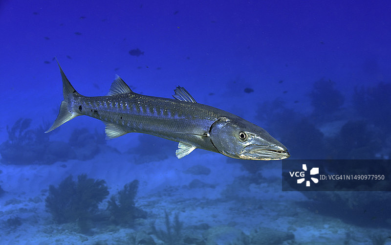 大梭鱼图片素材