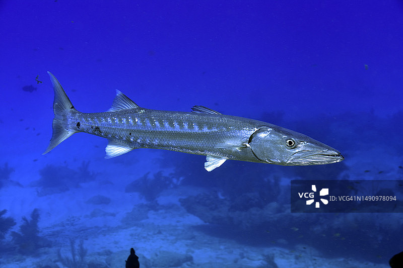 大梭鱼图片素材