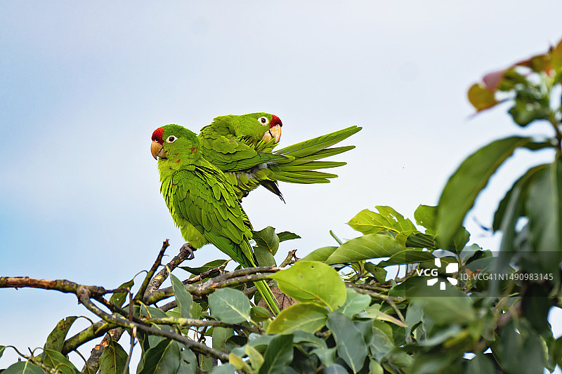哥斯达黎加树上的鹦鹉图片素材