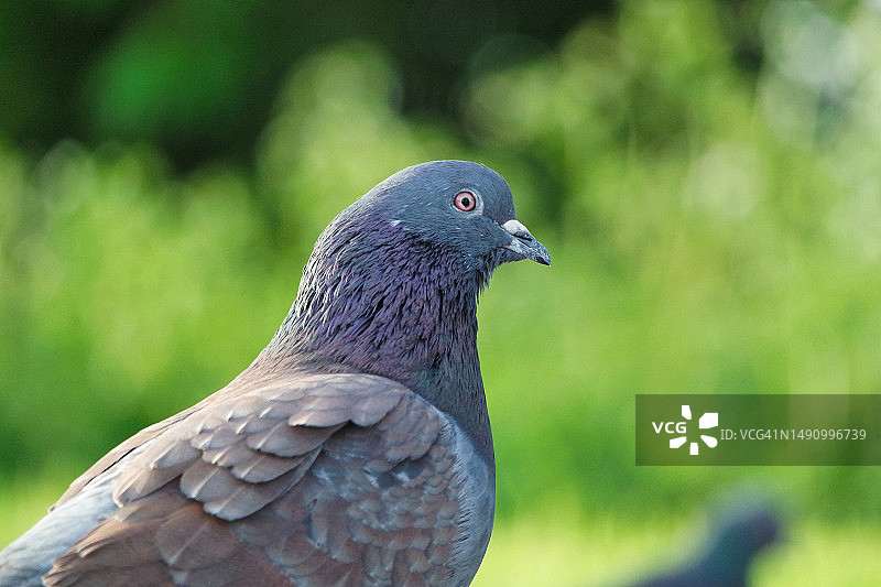 户外岩鸽栖息特写，英国图片素材