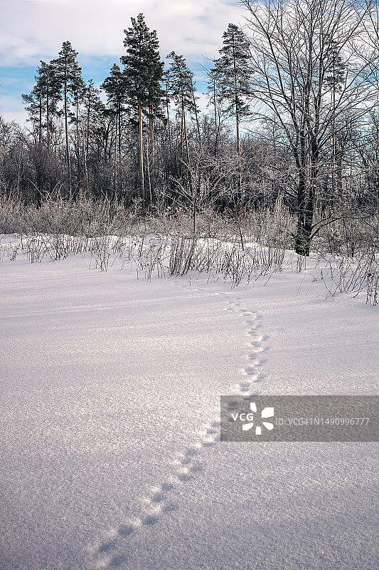 俄罗斯利佩茨克州塔拉索夫森林冬景图片素材
