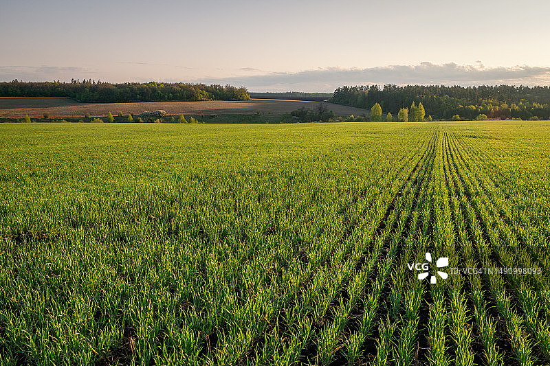 俄罗斯利佩茨克州冬小麦苗田的日出图片素材
