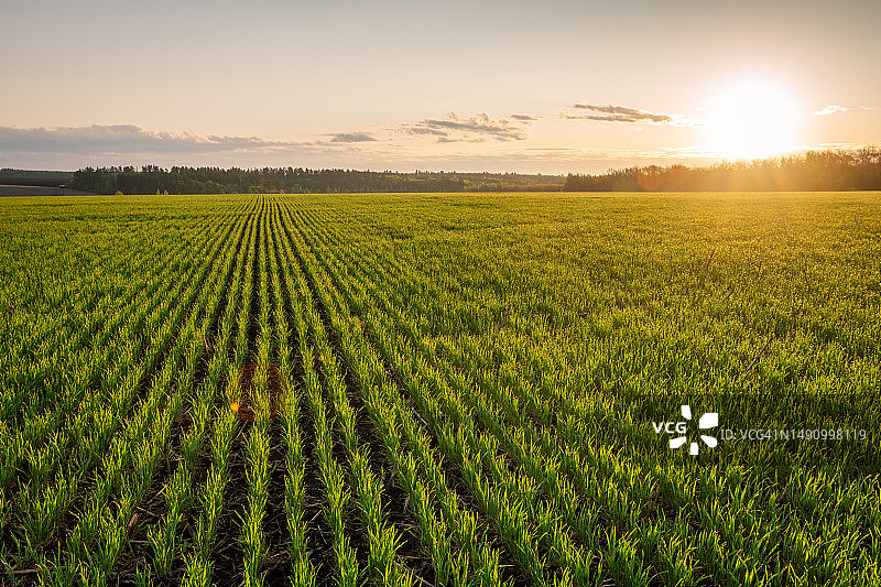 俄罗斯利佩茨克州冬小麦苗田的日出图片素材