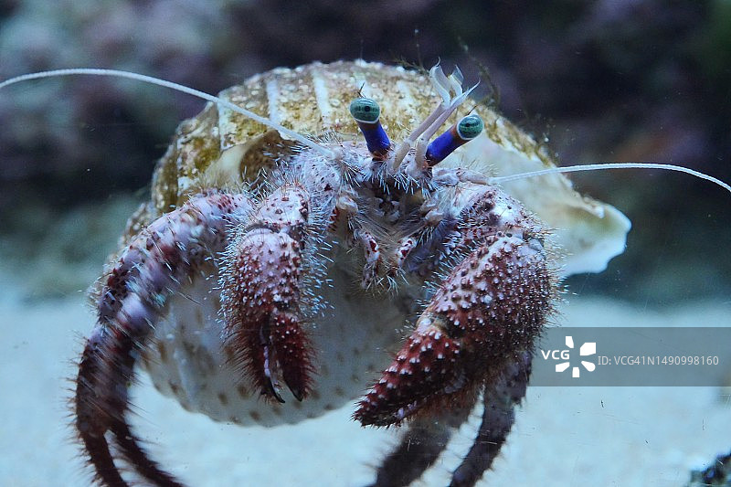 植物上的螃蟹特写，日本山口县下关市图片素材