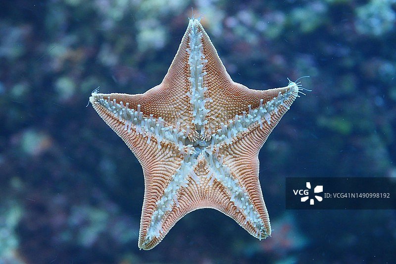 日本山口县下关市沙滩上的海星特写图片素材