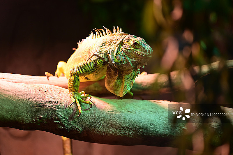 澳大利亚堪培拉树枝上的鬣蜥特写图片素材