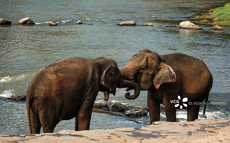 斯里兰卡的两头大象图片素材