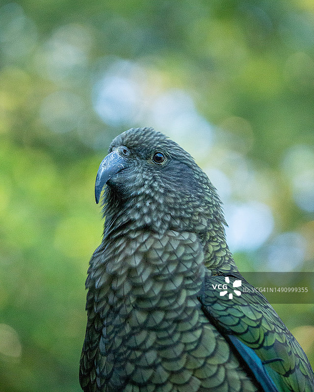 新西兰奥克兰户外啄羊鹦鹉特写图片素材