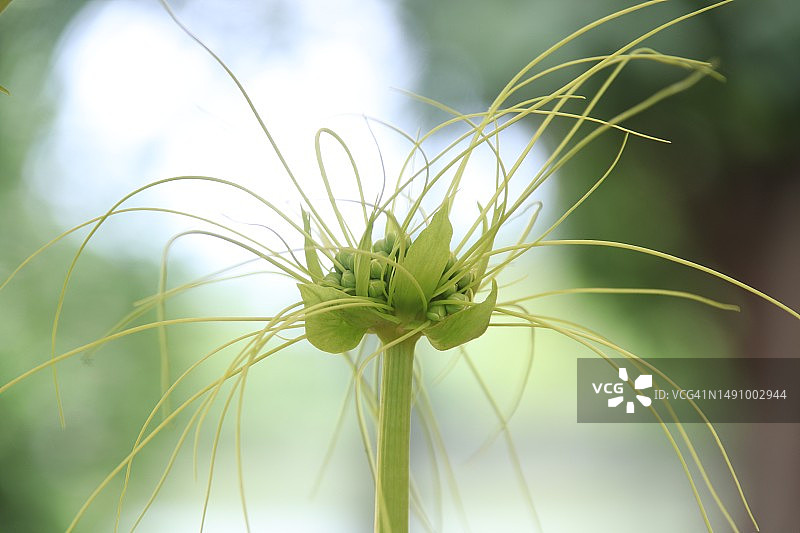 罗马尼亚蒲公英植物特写图片素材