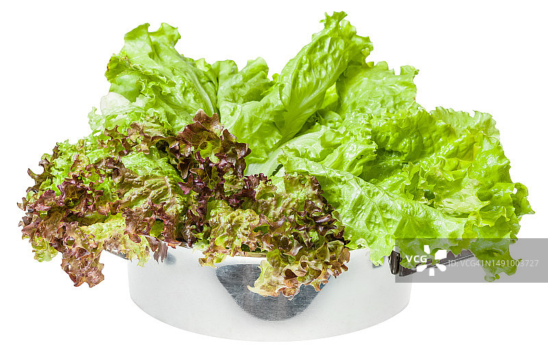 罗马尼亚的罗莎和叶生菜的生绿叶图片素材