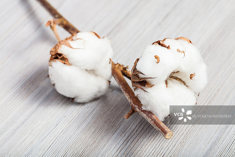 带有棉絮的棉花植物嫩枝（罗马尼亚）图片素材